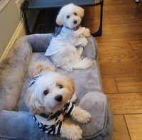 LATTE Mom & Dad, a male Maltipoo for sale in Suwanee, GA – 3 of 4