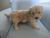COCO, a female Maltipoo for sale in Suwanee, GA – 3 of 7