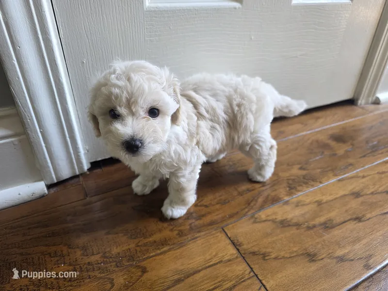 LEO – Maltipoo puppy for sale in Suwanee, GA