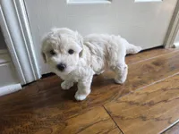LEO, a male Maltipoo for sale in Suwanee, GA – 1 of 9