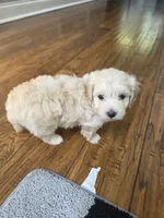 LEO, a male Maltipoo for sale in Suwanee, GA – 3 of 9