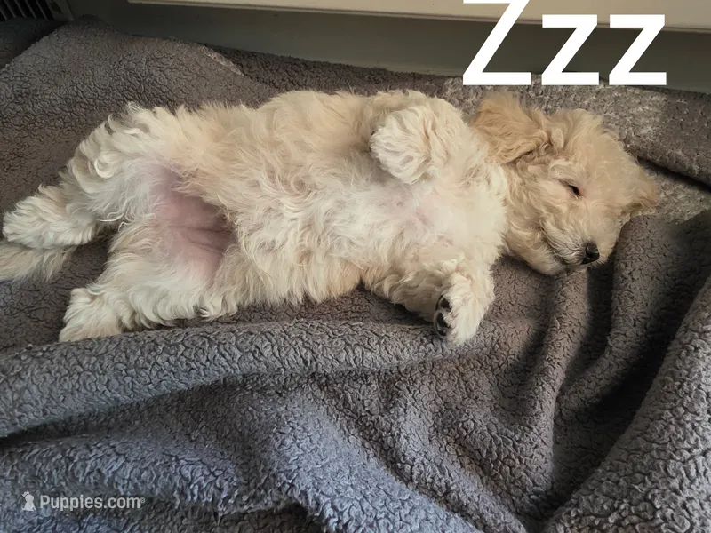 LEO / Best present for family – Maltipoo puppy for sale in Suwanee, GA