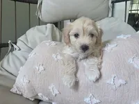 LOUIE, a male Maltipoo for sale in Suwanee, GA – 2 of 8
