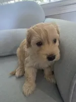 LOUIE, a male Maltipoo for sale in Suwanee, GA – 4 of 8