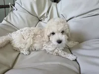 LEO / Best present for family, a male Maltipoo for sale in Suwanee, GA – 7 of 10