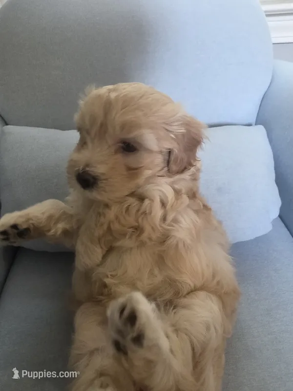 LOUIE – Maltipoo puppy for sale in Suwanee, GA