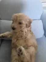LOUIE, a male Maltipoo for sale in Suwanee, GA – 1 of 8