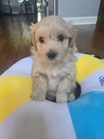 LATTE, a male Maltipoo for sale in Suwanee, GA – 1 of 2