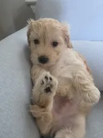 COCO, a female Maltipoo for sale in Suwanee, GA – 1 of 7