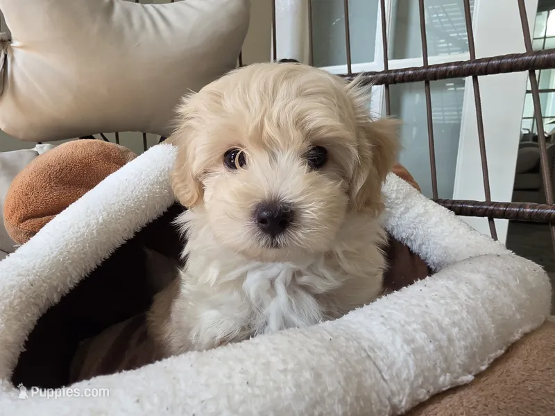 LATTE Mom & Dad – Maltipoo puppy for sale in Suwanee, GA