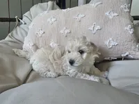 LEO, a male Maltipoo for sale in Suwanee, GA – 7 of 9