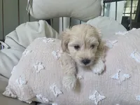 LEO, a male Maltipoo for sale in Suwanee, GA – 8 of 9