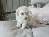 LEO, a male Maltipoo for sale in Suwanee, GA – 6 of 9