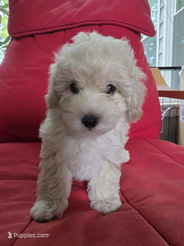 LEO Mom & Dad – Maltipoo puppy for sale in Suwanee, GA