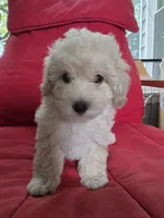 LEO / Best present for family, a male Maltipoo for sale in Suwanee, GA – 8 of 10