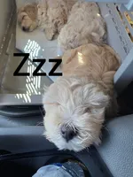 COCO / Best present for family, a female Maltipoo for sale in Suwanee, GA – 8 of 10