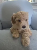LOUIE, a male Maltipoo for sale in Suwanee, GA – 3 of 8