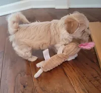 Charlotte, a female Maltipoo for sale in Atlanta, GA – Photo 3 of 3