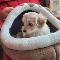 Charlotte, a female Maltipoo for sale in Atlanta, GA – Photo 2 of 3