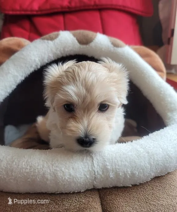 Charlotte – Maltipoo puppy for sale in Atlanta, GA