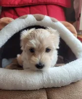 Charlotte, a female Maltipoo for sale in Atlanta, GA – Photo 1 of 3