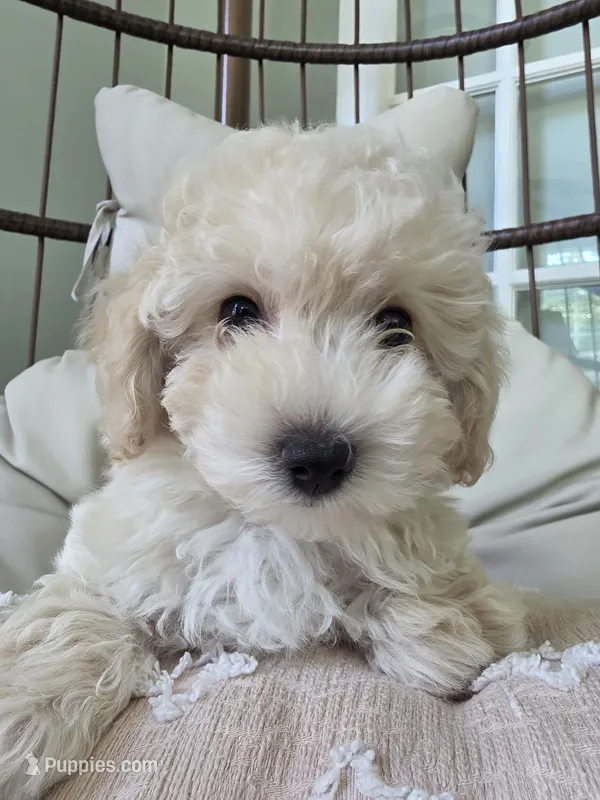 Lion King - LEO / Best present for family – Maltipoo puppy for sale in Suwanee, GA