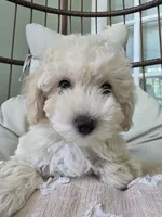 LEO / Best present for family, a male Maltipoo for sale in Suwanee, GA – 3 of 10