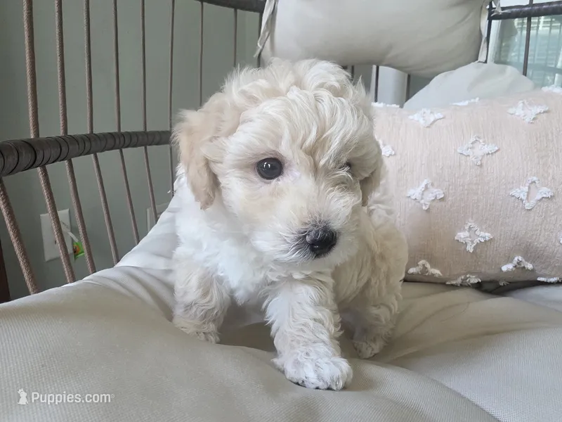 LEO Mom & Dad – Maltipoo puppy for sale in Suwanee, GA
