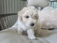LEO, a male Maltipoo for sale in Suwanee, GA – 2 of 9