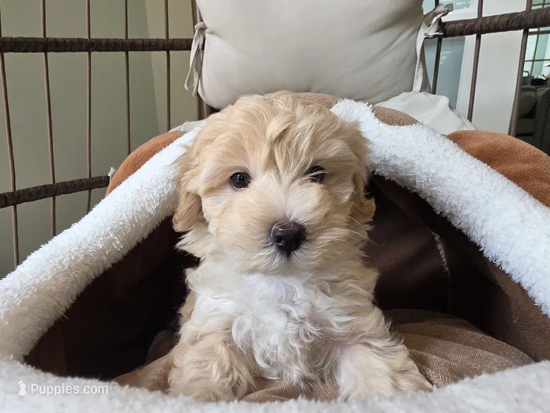 COCO Mom & Dad – Maltipoo puppy for sale in Suwanee, GA