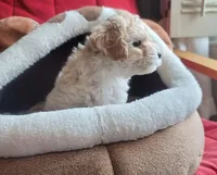 Asher, a male Maltipoo for sale in Atlanta, GA – Photo 4 of 4