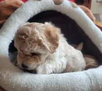 Asher, a male Maltipoo for sale in Atlanta, GA – Photo 2 of 4