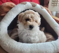 Asher, a male Maltipoo for sale in Atlanta, GA – Photo 1 of 4