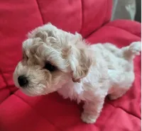 Asher, a male Maltipoo for sale in Atlanta, GA – Photo 3 of 4