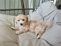 COCO / Best present for family, a female Maltipoo for sale in Suwanee, GA – 3 of 10