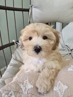 COCO / Best present for family, a female Maltipoo for sale in Suwanee, GA – 10 of 10