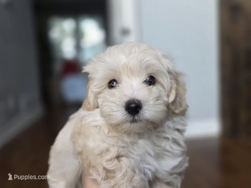 LATTE Mom & Dad – Maltipoo puppy for sale in Suwanee, GA