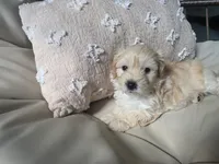 LOUIE, a male Maltipoo for sale in Suwanee, GA – 7 of 8