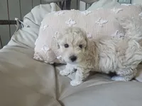 LEO, a male Maltipoo for sale in Suwanee, GA – 9 of 9