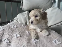 COCO, a female Maltipoo for sale in Suwanee, GA – 6 of 7