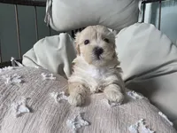 COCO, a female Maltipoo for sale in Suwanee, GA – 2 of 7