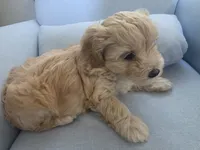 COCO, a female Maltipoo for sale in Suwanee, GA – 7 of 7