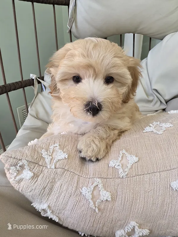 COCO / Best present for family – Maltipoo puppy for sale in Suwanee, GA