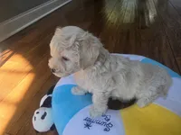 LEO, a male Maltipoo for sale in Suwanee, GA – 5 of 9