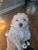 LEO, a male Maltipoo for sale in Suwanee, GA – 4 of 9