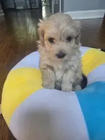 LATTE, a male Maltipoo for sale in Suwanee, GA – 2 of 2