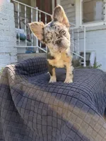 Mercedes , a female French Bulldog for sale in Oklahoma City, OK – 6 of 6