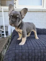 Chevy, a male French Bulldog for sale in Oklahoma City, OK – 4 of 6