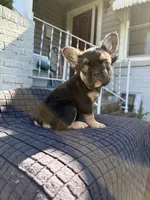 Lexus, a female French Bulldog for sale in Oklahoma City, OK – 2 of 7