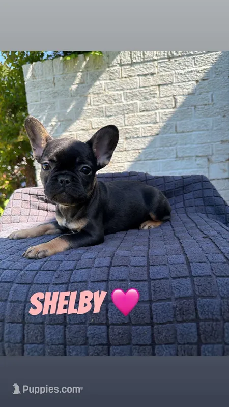 Shelby  – French Bulldog puppy for sale in Oklahoma City, OK
